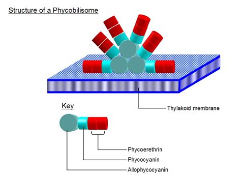 Thylakoid Membrane Cyanobacteria