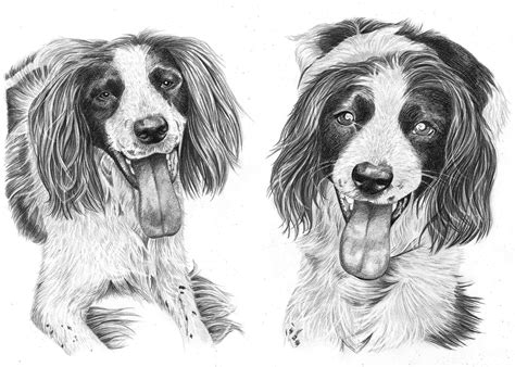 Pencil Drawing of Two Dogs | Pencil Sketch Portraits