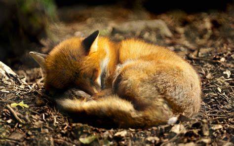 Cute Baby Red Foxes Sleeping