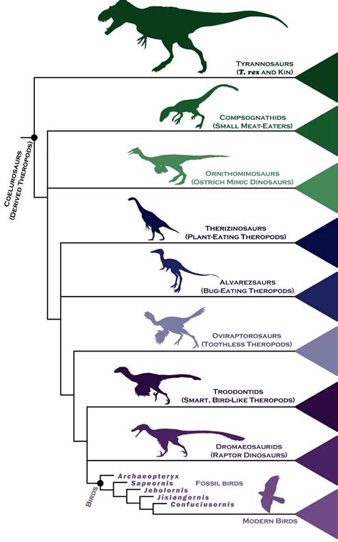 Evidence that birds come from dinosaurs : family tree | Modern birds, Dinosaur, Family tree