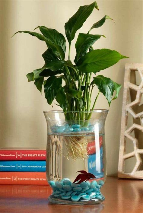 Pez Beta | Plants, Indoor water garden, Fish plants