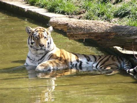 Prague Zoo, visit zoo in Prague Czech Republic, stay at Prague Zoo