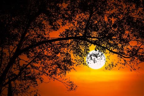 Premium Photo | Trees in silhouette against the orange sunset