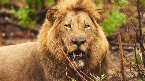 The Lion in West Africa Is Critically Endangered – Bonko Zoo