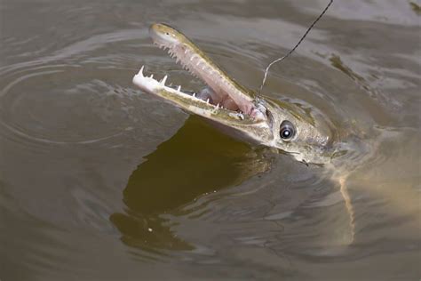 Gar Teeth: Everything You Need To Know - A-Z Animals