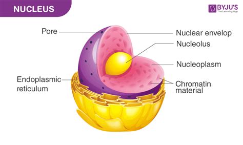 Draw a well labelled diagram of nucleus. - Biology Q&A