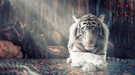 White Siberian Tiger Wallpaper