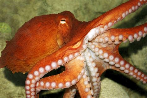 10 Fascinating Octopus Facts