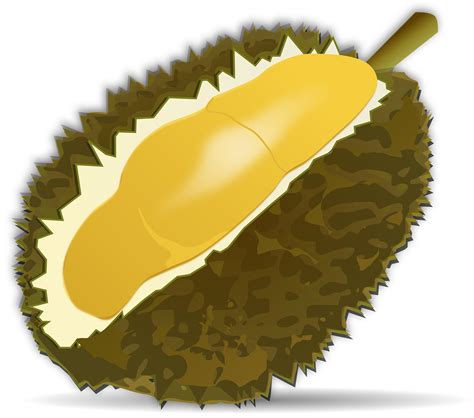 Download Durian Fruit, Fruit, Food. Royalty-Free Vector Graphic - Pixabay