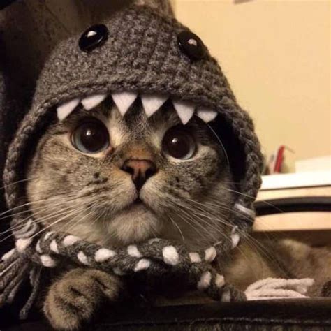 Cat In Shark Costume Pictures, Photos, and Images for Facebook, Tumblr, Pinterest, and Twitter