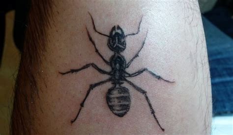 Ant Tattoo – Meaning, Symbolism, Designs and Ideas