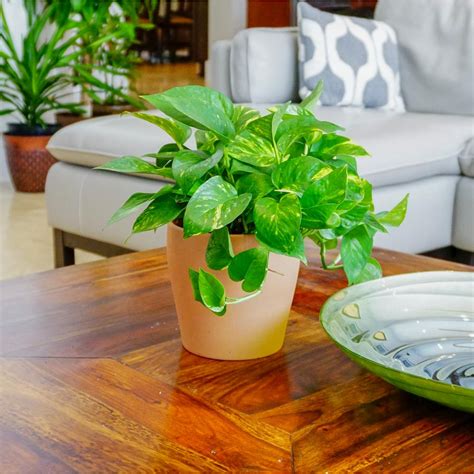 10 Popular Low Light Houseplants ~ Garden Down South