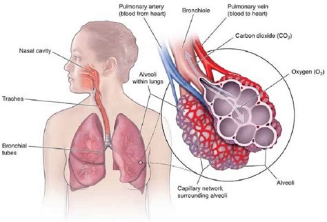 Shallow breathing, rapid shallow breathing causes, symptoms, diagnosis & treatment