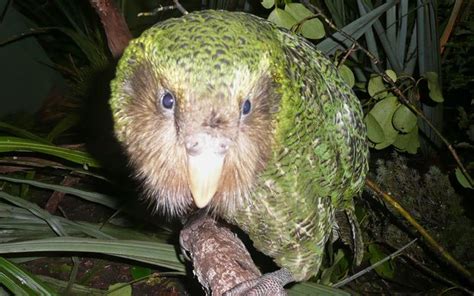 Island Conservation Sigh of Relief for Critically Endangered Kākāpō - Island Conservation