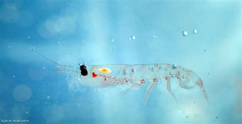 FIVE FUN FACTS ON KRILL