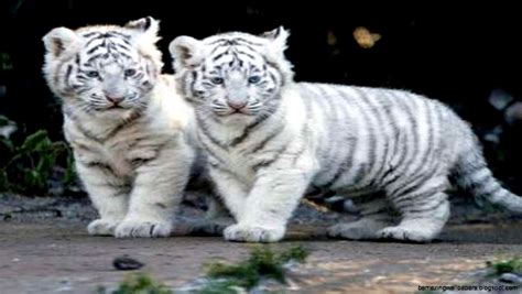 White Siberian Tiger Cubs In Snow | Amazing Wallpapers