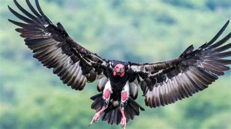 Critically Endangered Vulture Species Spotted Again