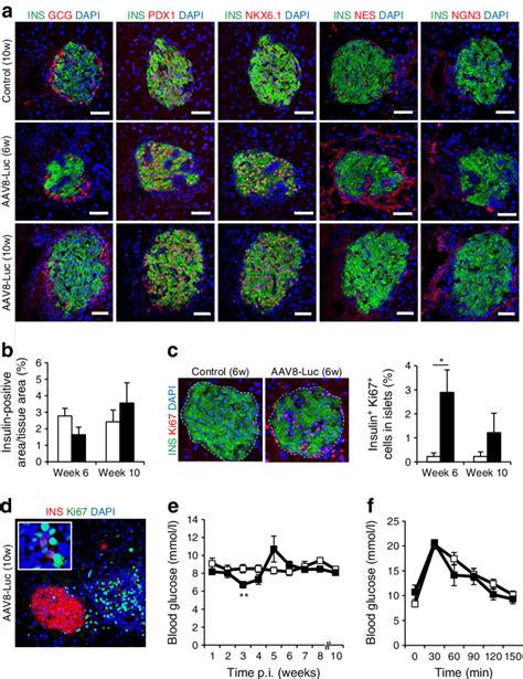 Induced immunological beta cell destruction leads to beta cell ...