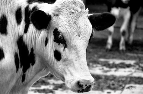 Cow Portrait Photograph by Thomas Woolworth - Pixels