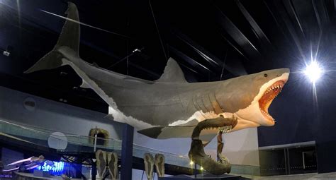 The MEGALODON. So yeah this massive creature the Megalodon ruled our oceans nearly 3.6 billion ...