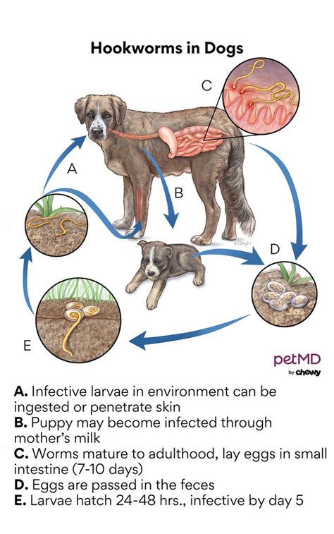 What Does It Mean If My Dog Has Worms In His Poop