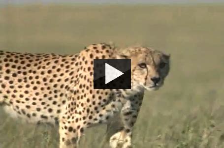 Cheetah Attacks Gazelle: As Fast as Lightening - AttackVideo.com