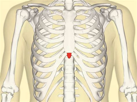 Xiphoid process: Pain, lump, and removal