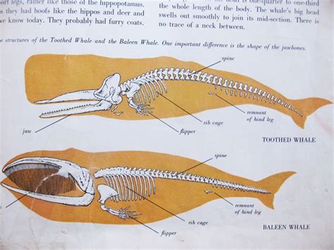 Baleen Whale Anatomy - Calm Water = Calm Whales, and the Reverse is True Too ... - Baleen whales ...