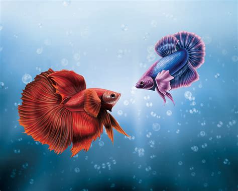 Him And I Betta Fish Wallpaper,HD Artist Wallpapers,4k Wallpapers,Images,Backgrounds,Photos and ...