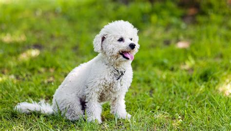 Bichon Frise - All About Dogs