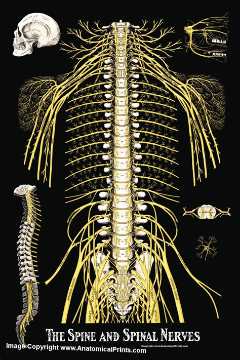 The Spine and Spinal Nerves Poster 24 X 36