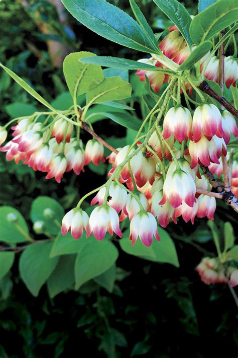 9 Great Shrubs for Shade - Fine Gardening