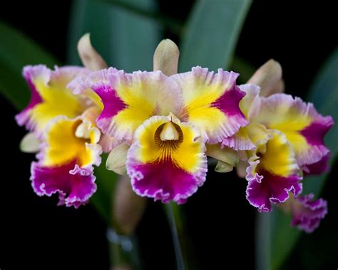 Blc. Hawaiian Lightning 'Fiesta' | Cattleya orchid, Orchids, Cattleya