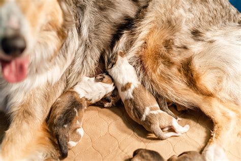 Puppies in Ohio - Old-Time Scotch Collie Association