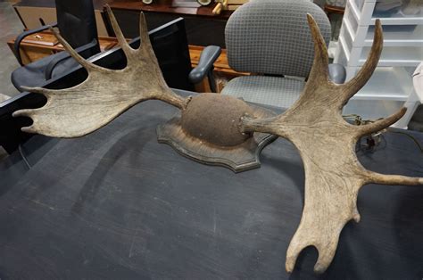 MOUNTED MOOSE ANTLERS