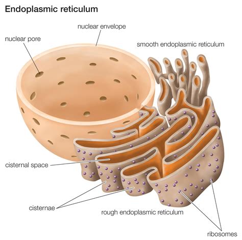 Endoplasmic Reticulum | Function, Endoplasmic Reticulum Structure | Animal cell, Cell model ...