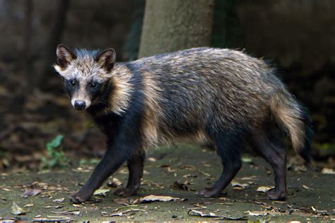 Raccoon Dogs: Exploring Their Habitat, Diet, and Conservation