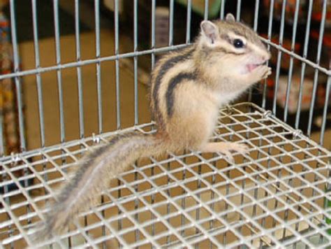 Siberian Chipmunk Habitat, Behavior, Diet, Facts, and Pictures