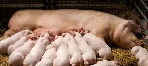 How to Feed a Pig: Basic Swine Nutrition | West Feeds, Inc.