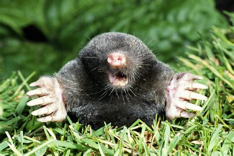 What Is a Vole as Compared to a Mole?