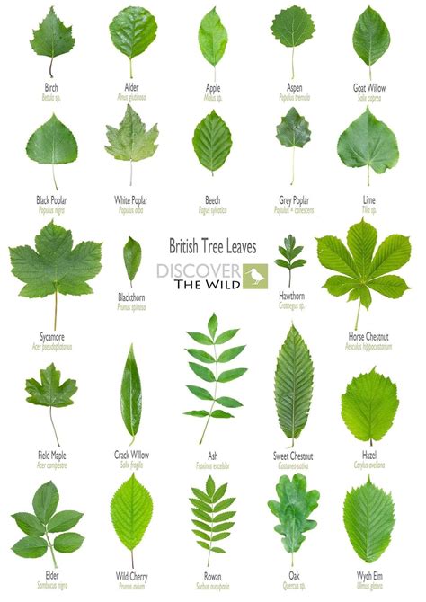 Plant Identification | Tree leaf identification, Leaf identification, Tree identification