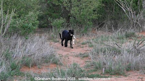 🔥 Wild Black Leopard (Panther) with her prey. : r/BigCatGifs