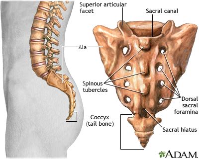 Pelvis x-ray Information | Mount Sinai - New York