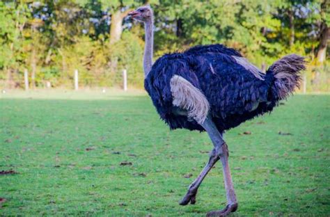 The Largest Bird In The World- 8 Fun Facts About The Ostrich! - Sharing My Fever For Africa