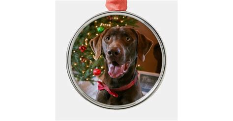 Chocolate Lab Christmas Ornament | Zazzle