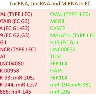 Non-coding RNA expression and EC. | Download Table