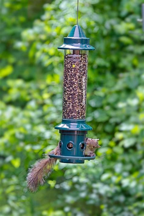 5 Best Squirrel Proof Bird Feeders That WORK (2020 Review)