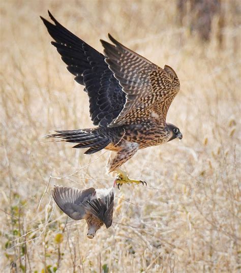 This falcon and its prey. : r/natureismetal