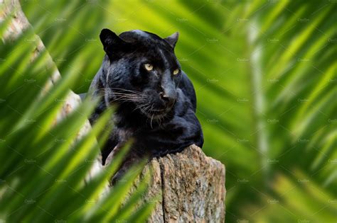 Leopard portrait in jungle featuring leopard, animal, and wildlife | Animal Stock Photos ...