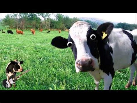 sound effect cow moo funny ( Read description ) - YouTube